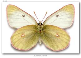 Imagem de Colias canadensis Ferris 1982