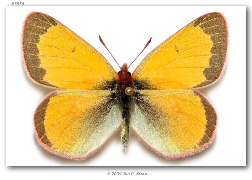 Imagem de Colias canadensis Ferris 1982