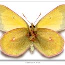 Imagem de Colias canadensis Ferris 1982