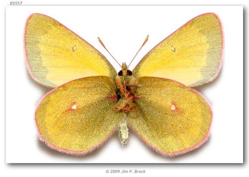 Imagem de Colias canadensis Ferris 1982