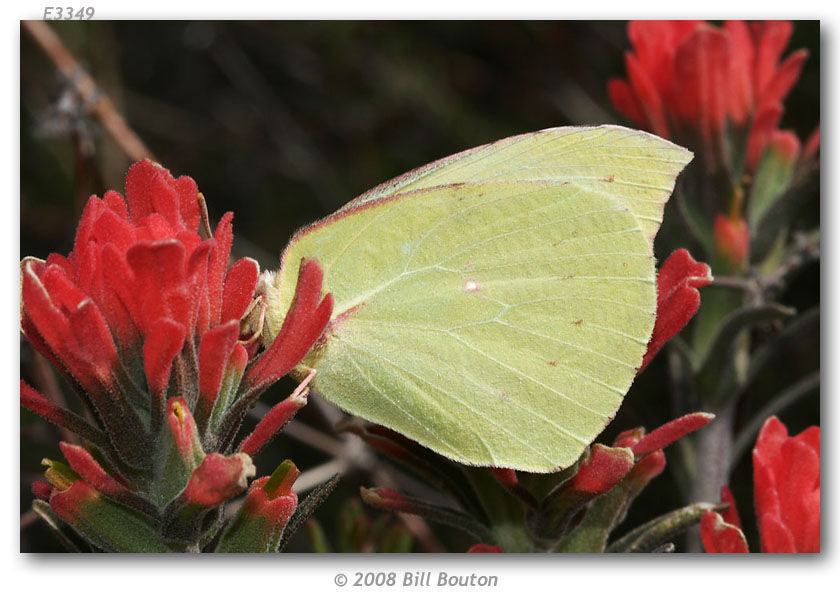 Image de Papillon de Californie