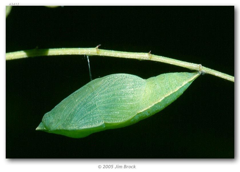 Image de Papillon de Californie