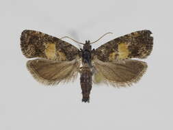 Image of Endothenia nigricostana Haworth 1811