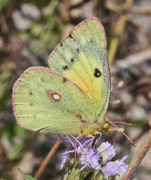 Image of Orange Sulphur