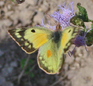 Image of Orange Sulphur