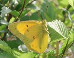 Image of Orange Sulphur