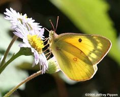 Image of Orange Sulphur