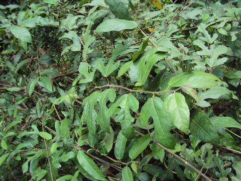 Image of Ficus heterophylla L. fil.