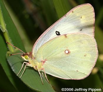 Image of Orange Sulphur