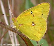 Image of Orange Sulphur