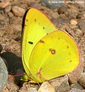 Image of Orange Sulphur