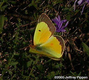 Image of Orange Sulphur