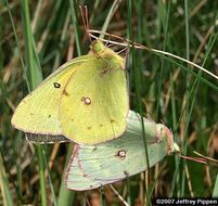 Image of Orange Sulphur