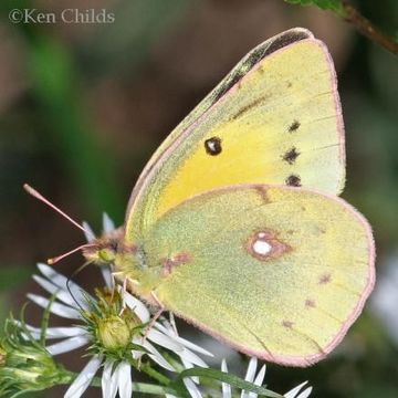 Imagem de Colias eurytheme Boisduval 1852