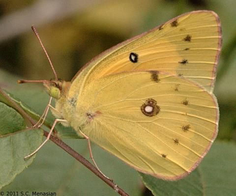 Image of Orange Sulphur