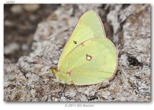 صورة Colias gigantea Strecker 1900