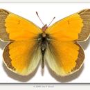 Imagem de Colias hecla Lefèbvre 1836