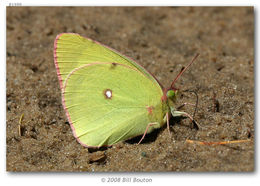 Image of Pink-edged sulphur