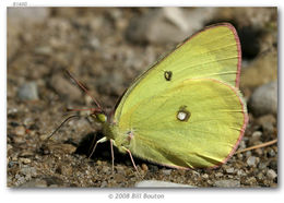 Image of Pink-edged sulphur