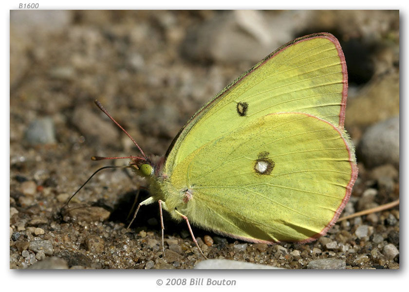 Image of Pink-edged sulphur