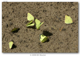 Image of Colias