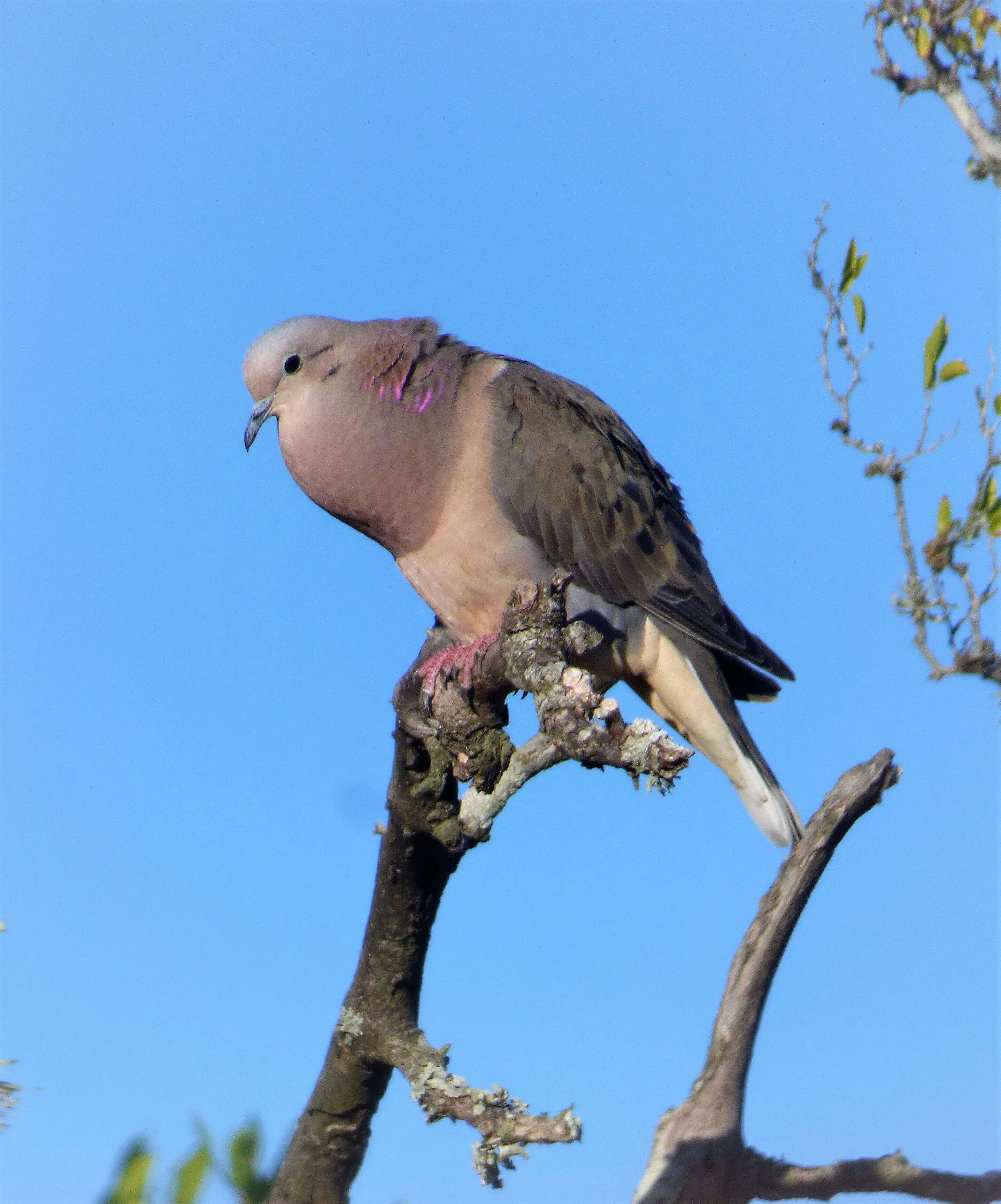 Image of Eared Dove