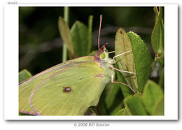 Image of Colias