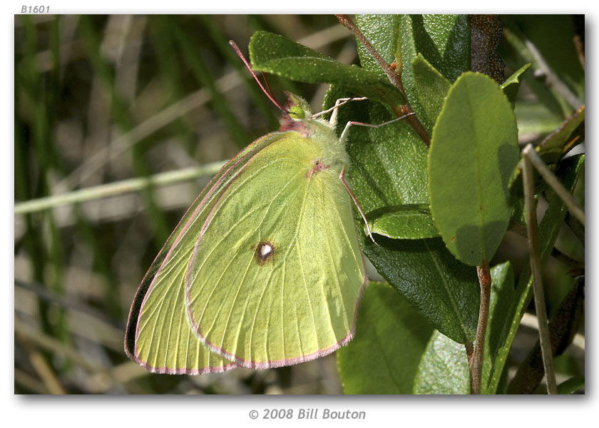 Image of Colias