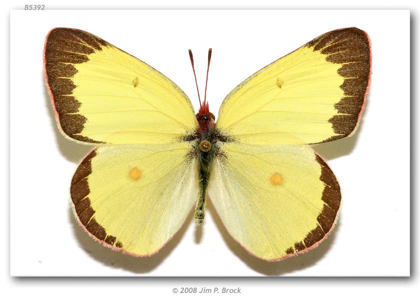 Image of Colias