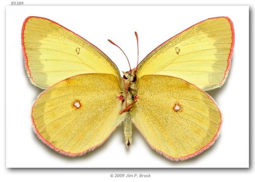 Image of Colias