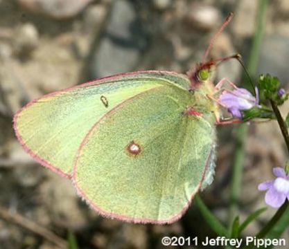 Image of Colias