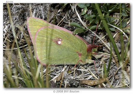 Colias meadii Edwards 1871 resmi