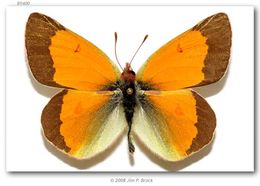 Colias meadii Edwards 1871 resmi