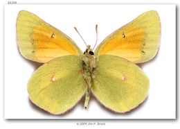 Colias meadii Edwards 1871 resmi