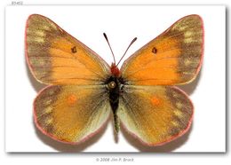 Colias meadii Edwards 1871 resmi