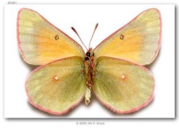 Colias meadii Edwards 1871 resmi