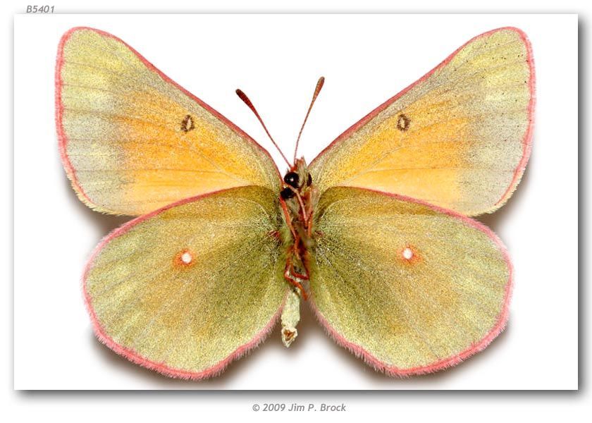 Colias meadii Edwards 1871 resmi