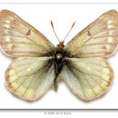 Image of Labrador Sulphur