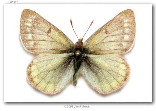 Image of Labrador Sulphur