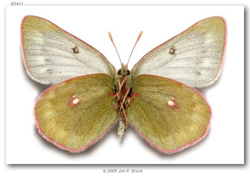 Imagem de Colias nastes Boisduval 1832