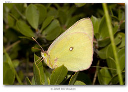 Image of Western Sulphur