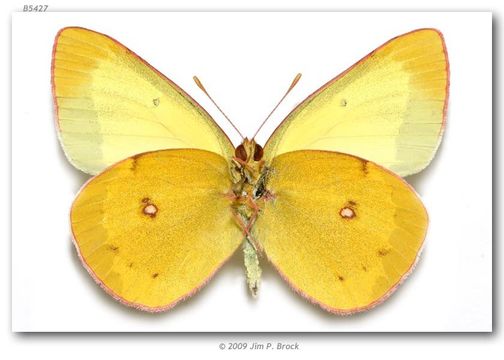 صورة Colias occidentalis Scudder 1862