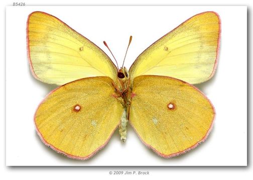 صورة Colias occidentalis Scudder 1862