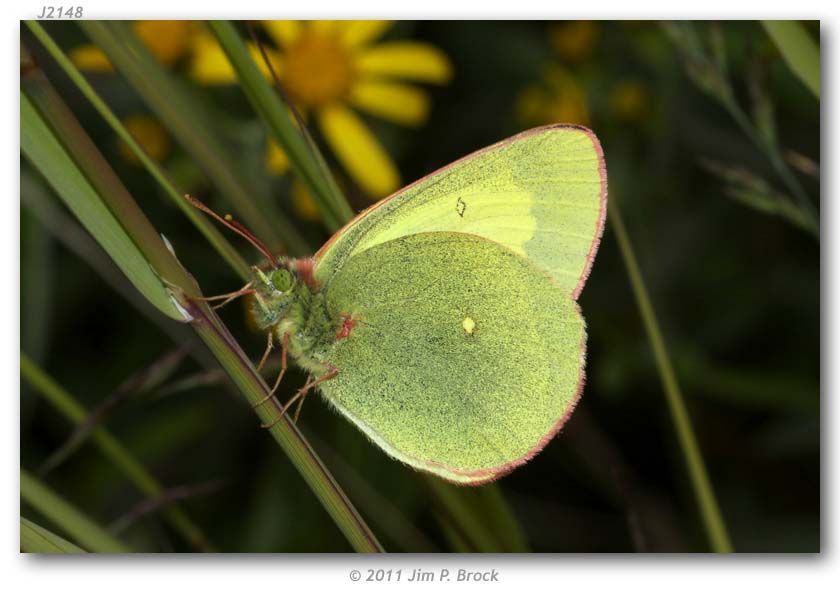 Image of Palaeno Sulphur