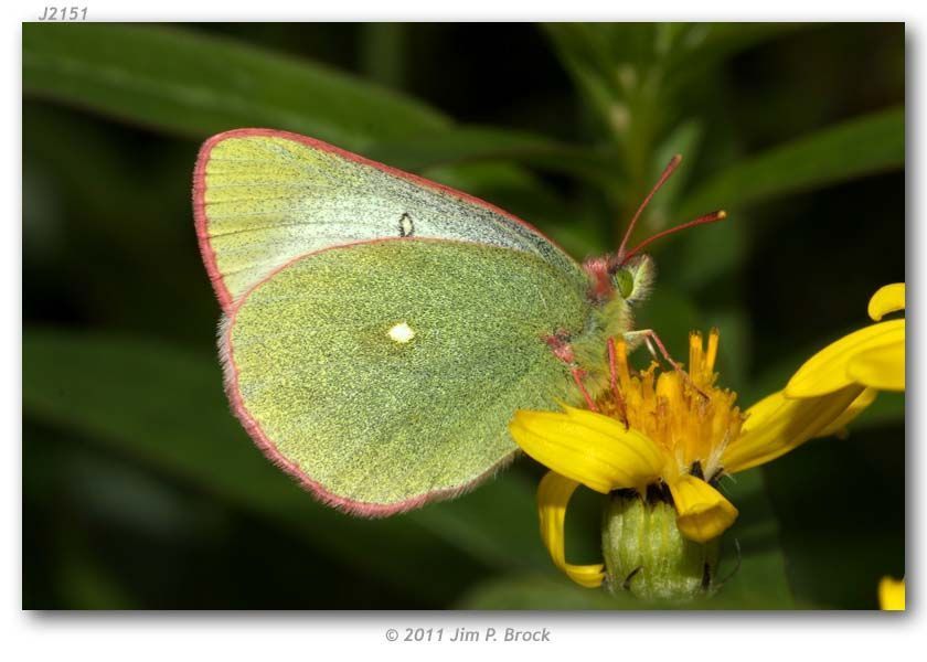 Image of Palaeno Sulphur