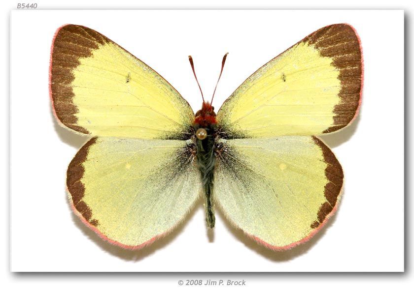 Image of Palaeno Sulphur