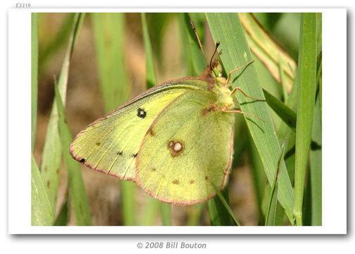 Image of Clouded sulphur