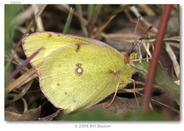 Image of Clouded sulphur