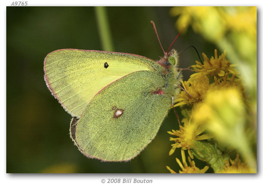 Image of Scudder's Sulphur