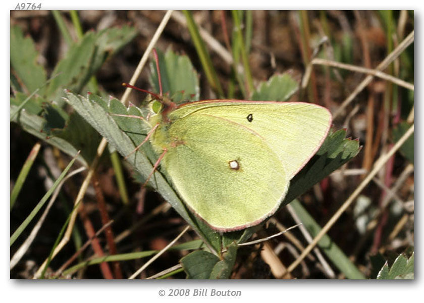 Image of Scudder's Sulphur